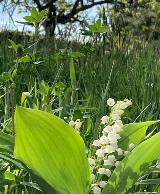 Brin de muguet dans un paysage végétal