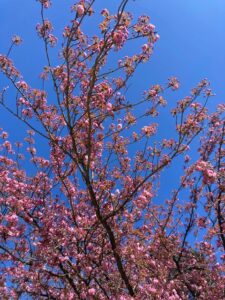 Cerisier en fleur, avril 2025